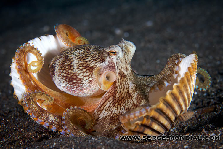 Octopus 18