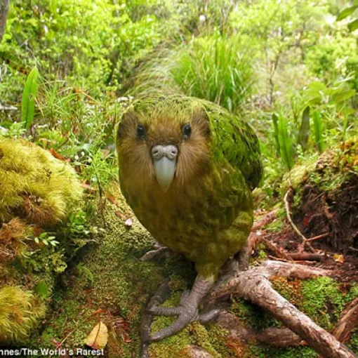 Loro Kakapo