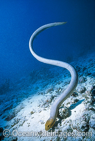 Serpente marinha 3