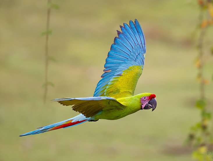 Der Große grüne Papagei 4