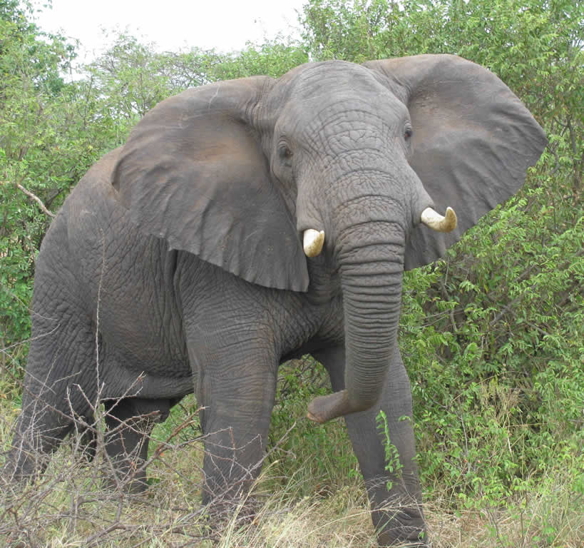 Elefant 3