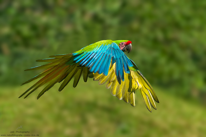 Der Große grüne Papagei 7