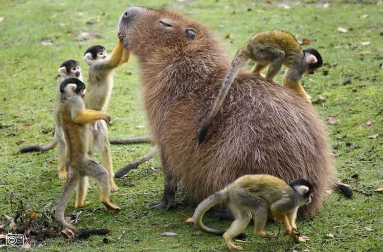 Capybara 4