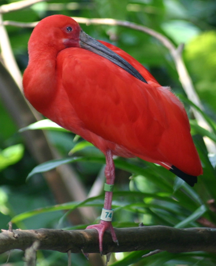 Roter Ibis 18