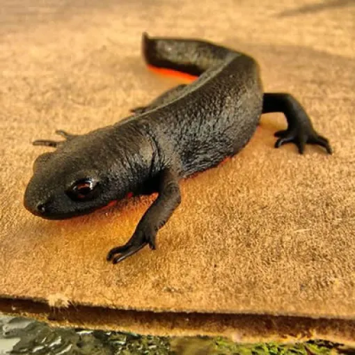 Fire-bellied salamander