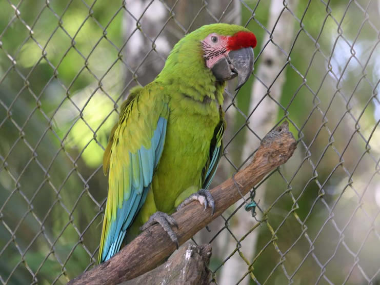 Der Große grüne Papagei 2
