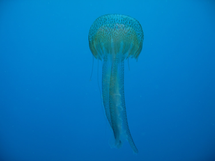 Sea jellyfish 2