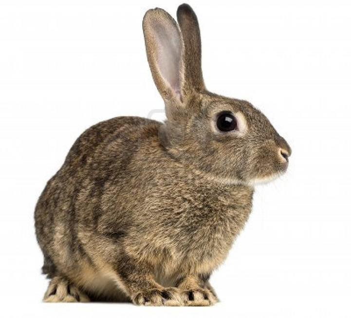 Rabbit 11