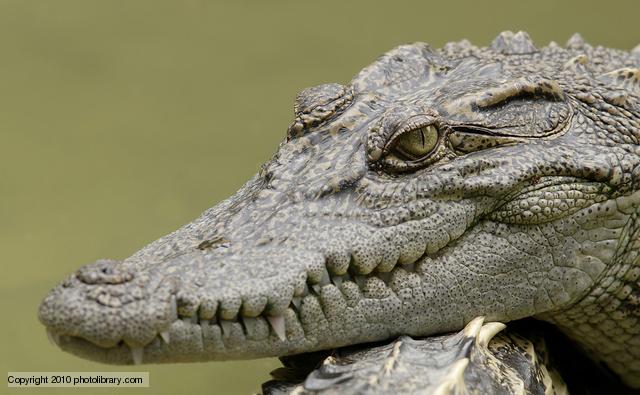 The crocodile 12