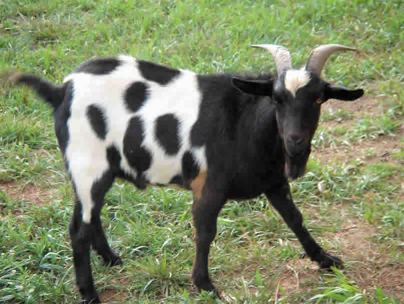Goat 6