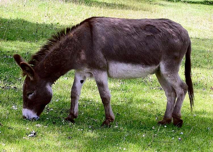 The donkey 2