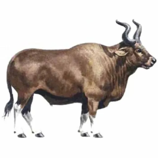 Les aurochs