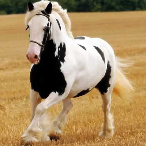 Percheron Pferd