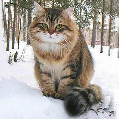 Sibirische Katze 1