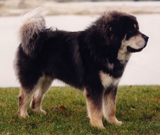 Tibet-Dogge 5