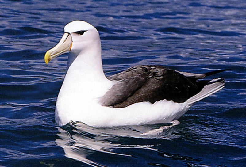 Albatross 9