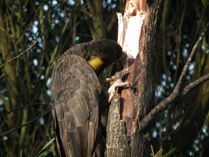 Schwarzer Papagei mit gelbem Schwanz 10
