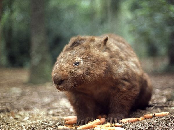 Wombat 13