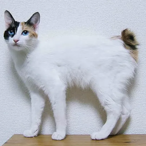 القط بوبتيل اليابانية