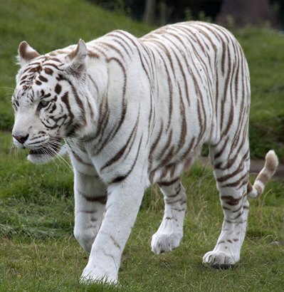 Tigre Branco 1