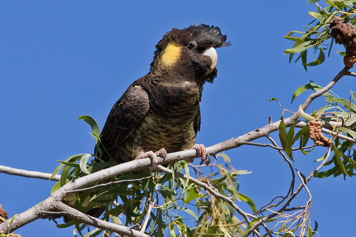 Schwarzer Papagei mit gelbem Schwanz 2