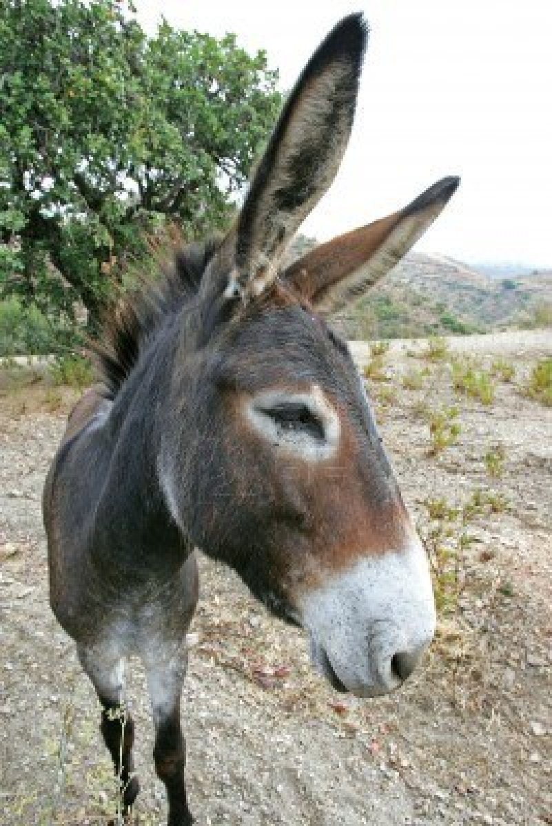 The donkey 9