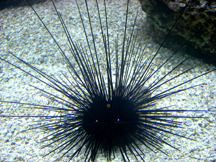Sea urchins 5