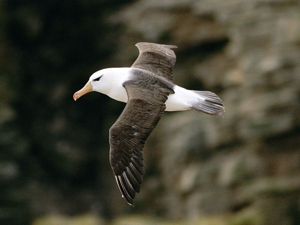 Albatross 14