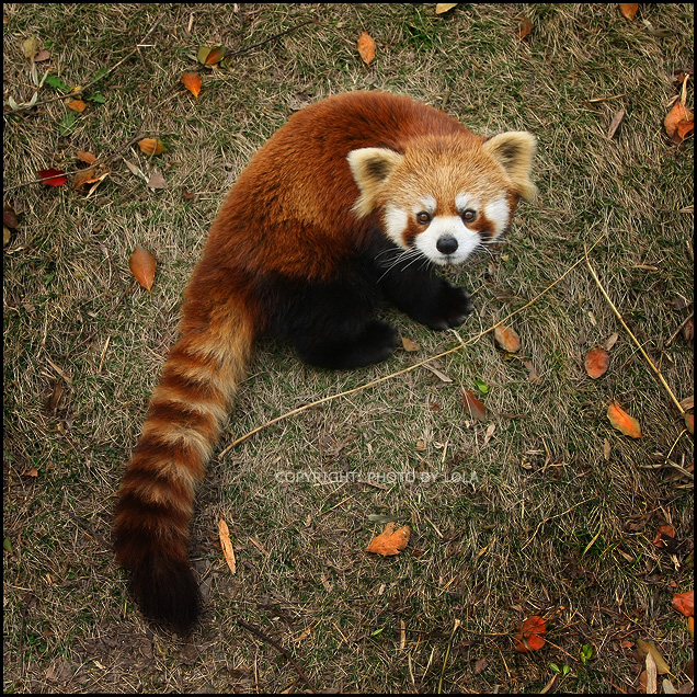Panda Vermelho 15