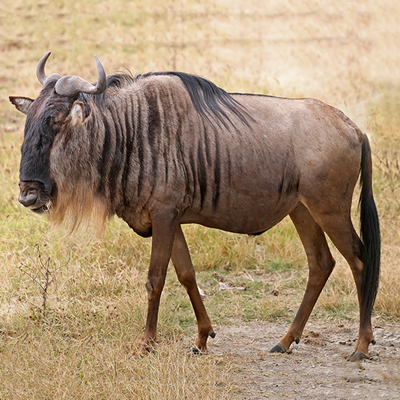 GNU 1