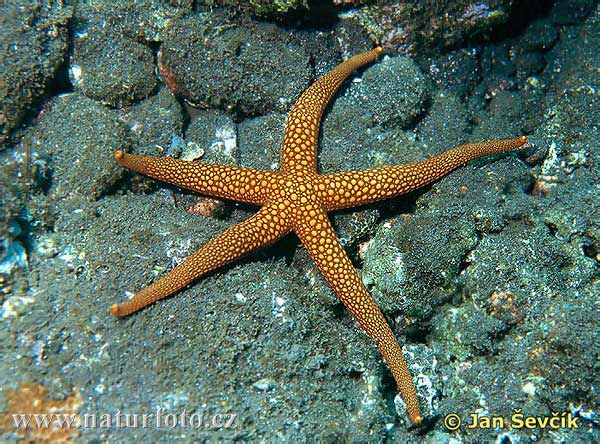 Starfish 17