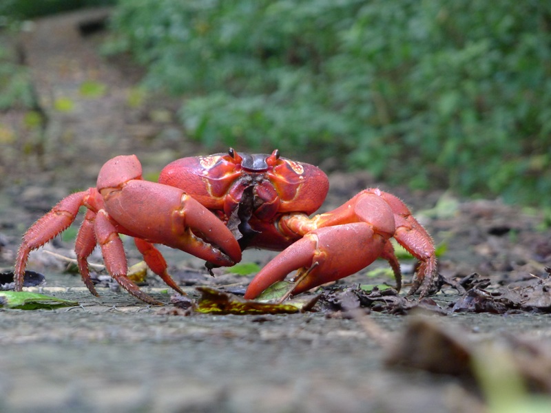 Crab 16