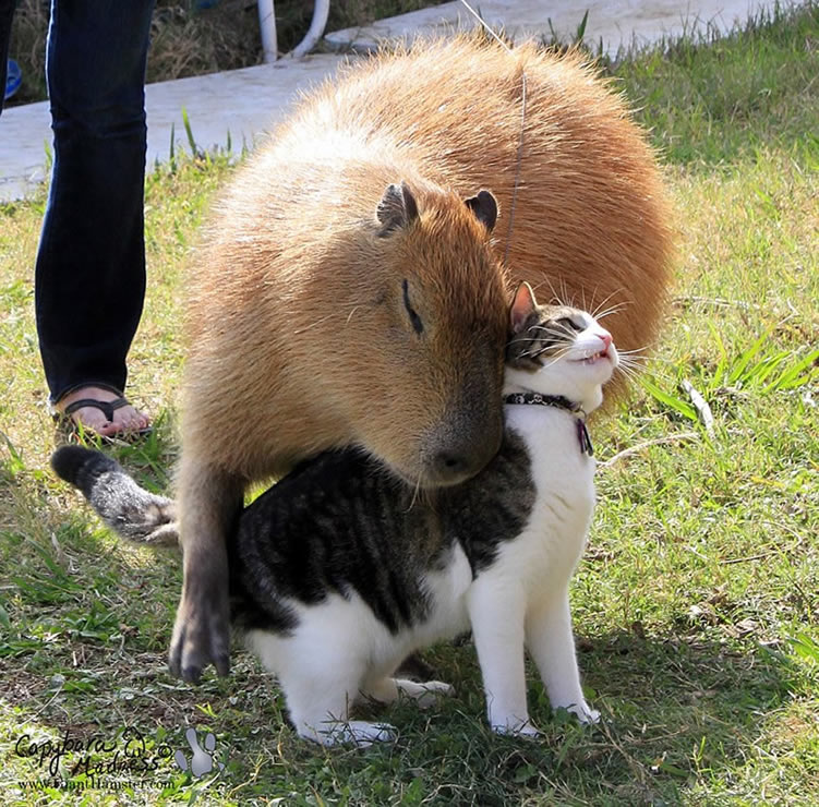 Capybara 10