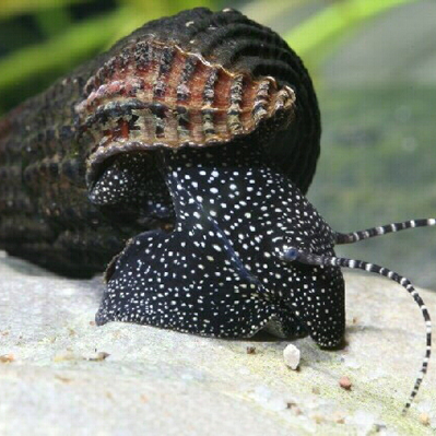 Sulawesi-Schnecke (Tylomelania P.) 1