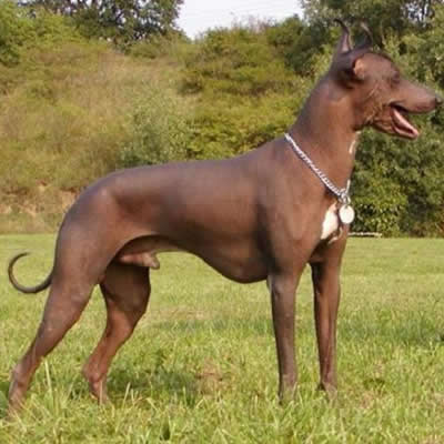 Peruanischer Nackthund 1