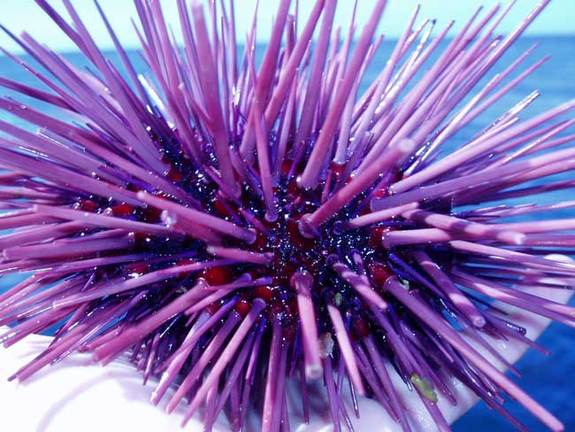Sea urchins 13