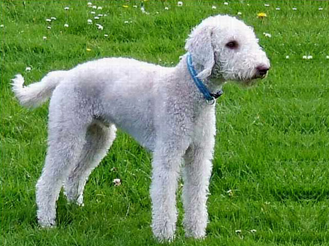 Bedlington Terrier 9