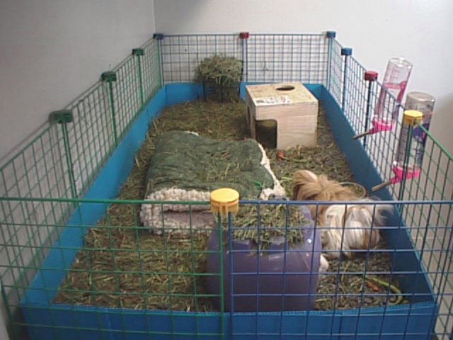 Guinea pig 3