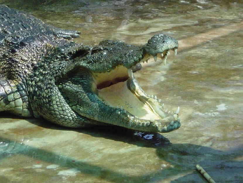 The crocodile 8