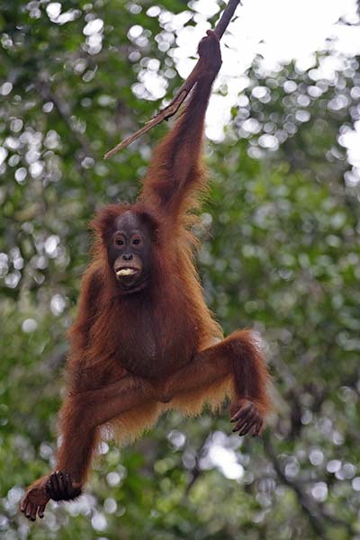 Orangotango 16