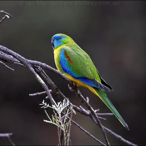 Türkisfarbener Papagei