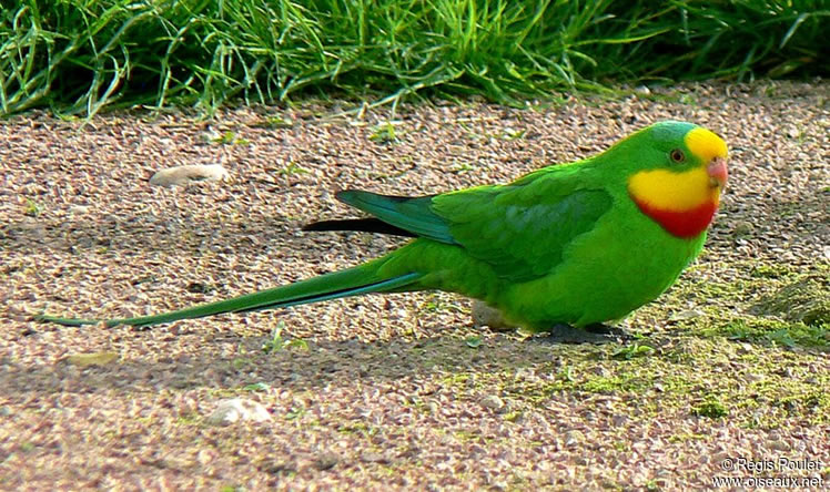O Papagaio-De-Barraband 13