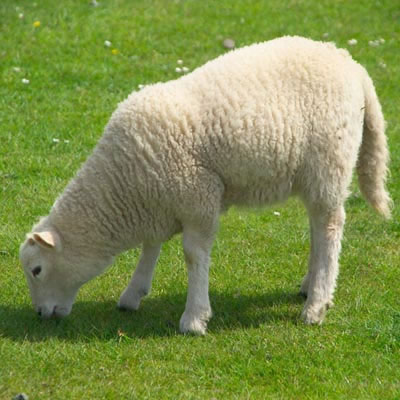 The sheep 1