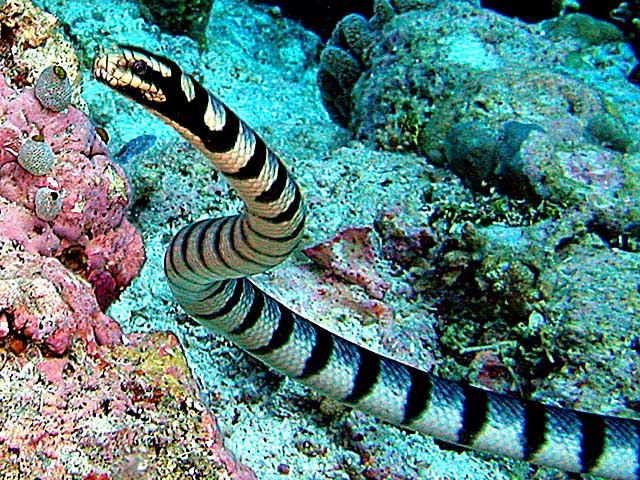 Serpente marinha 14
