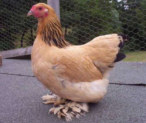 Chicken 14