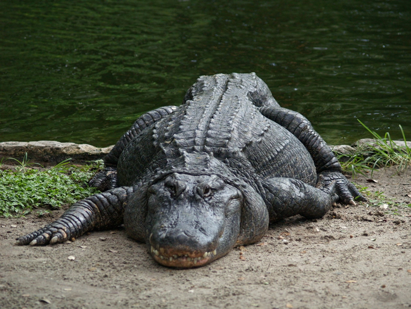 The alligator 12