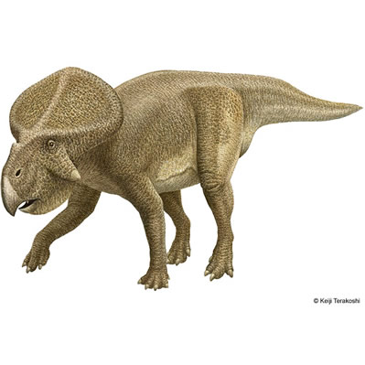 Protoceratops 1