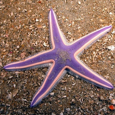 Starfish 22