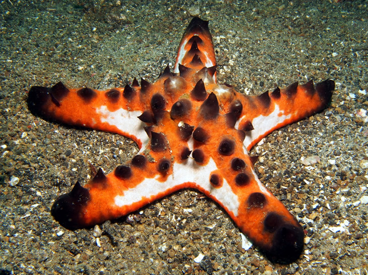 Starfish 12