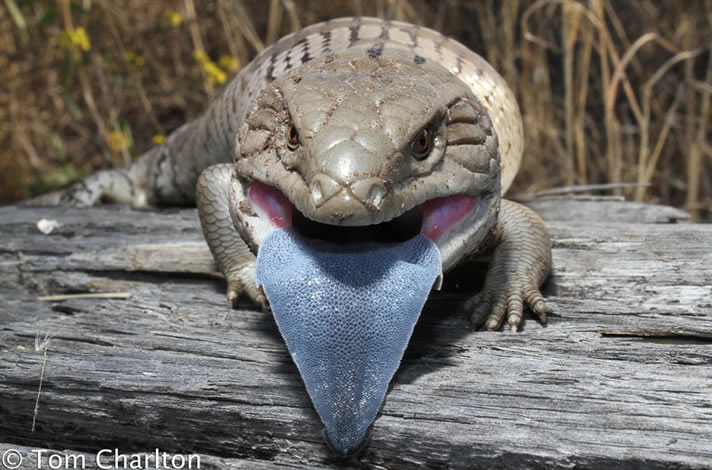 Blue-tongued lizard 13